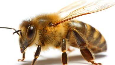زنبور عسل از نمای نزدیک